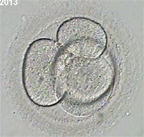 embryo day 2.jpg