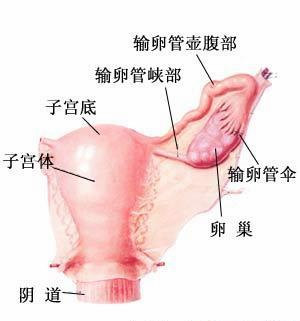 正常子宫.jpg
