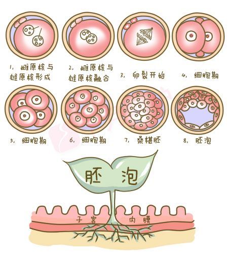 植入-1.jpg