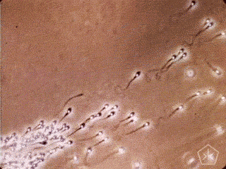 9-精子动图.gif