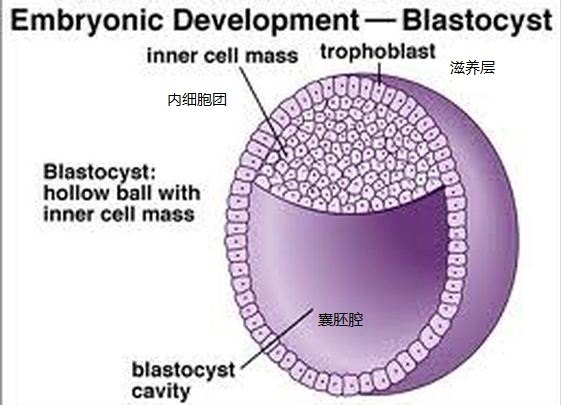 stem cell.JPG 25.JPG
