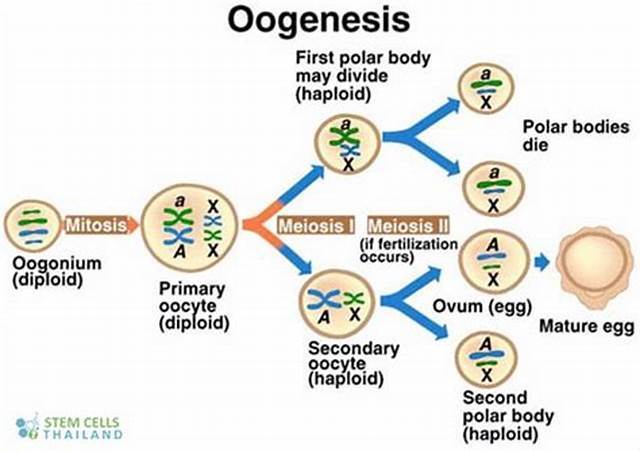 oocyte 2.jpg