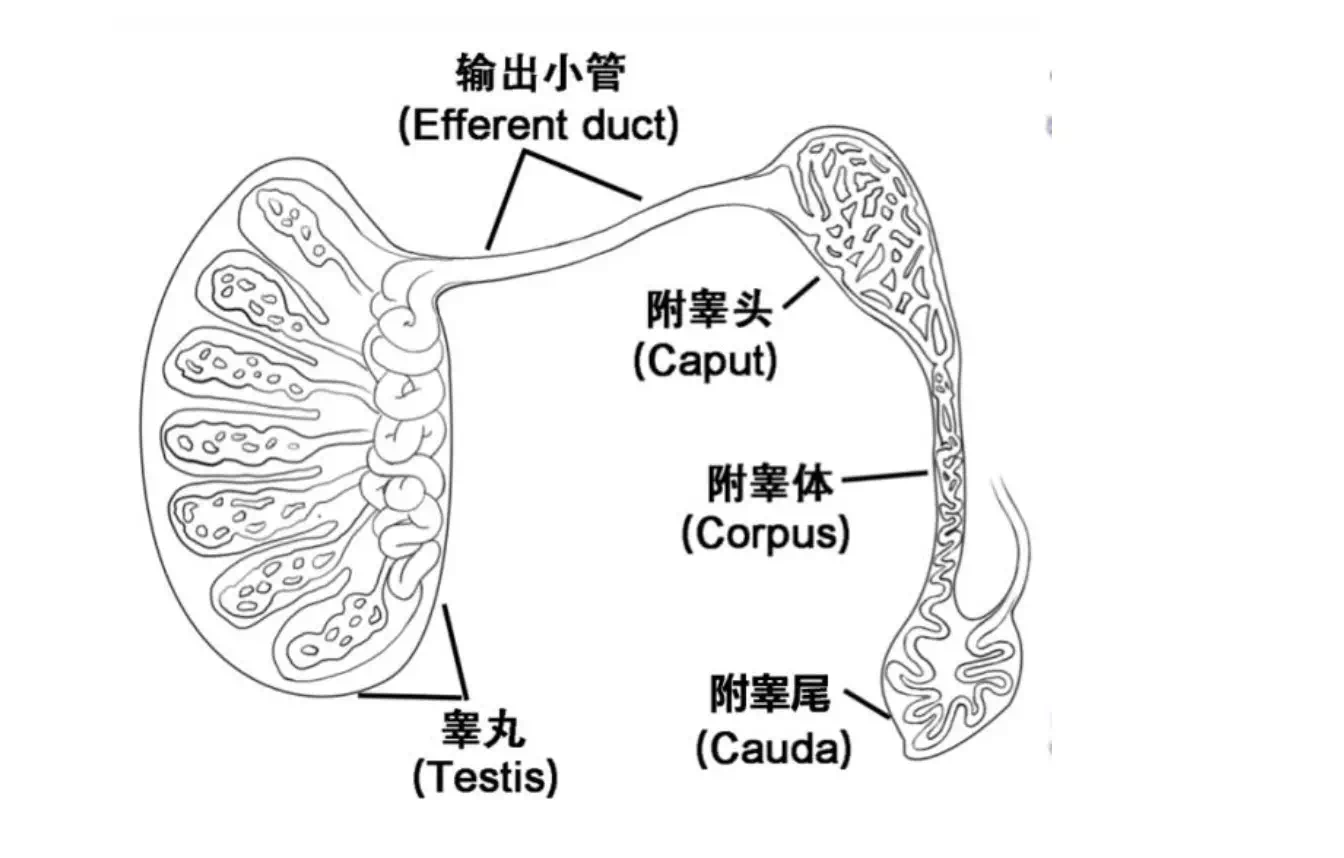 显微外科输精管附睾吻合技术可以解决附睾梗阻,将直径150