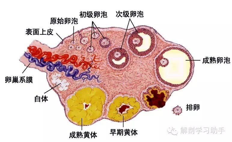 卵巢皮质图片