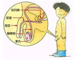 男性遗精男生图片