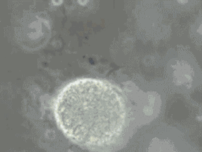 14.gif