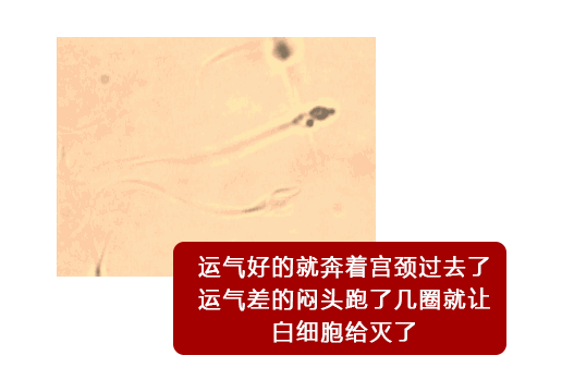 07.gif