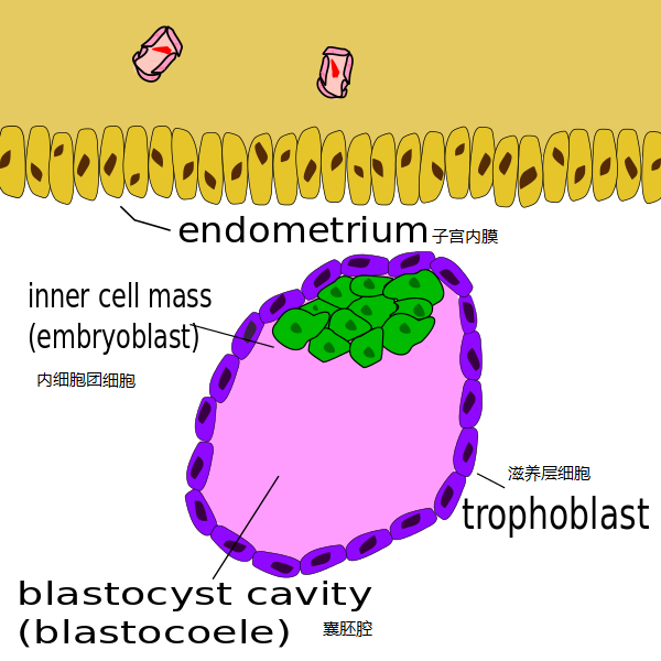 Blastocyst.svg.png