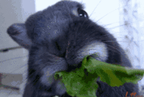 0 (1).gif