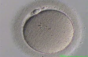 oocyte.jpg
