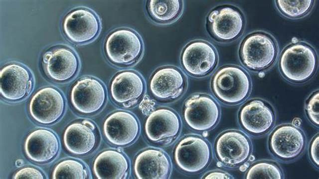 oocyte.jpg