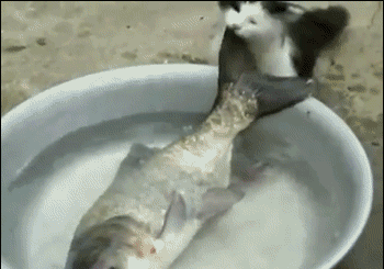 123.gif