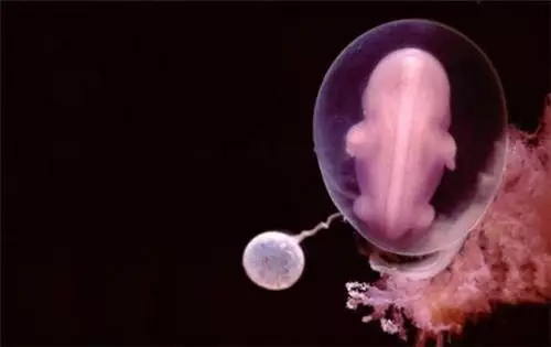 blob.png