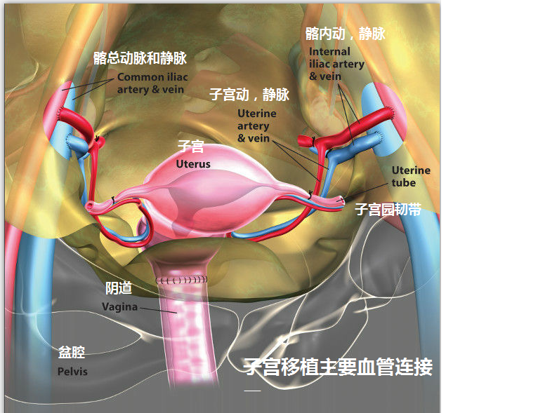 uterine.png