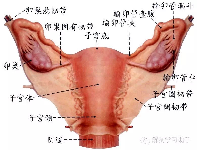 女性卵巢和肚脐位置图图片