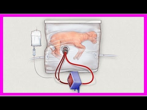 the lamb in biobag 7.jpg