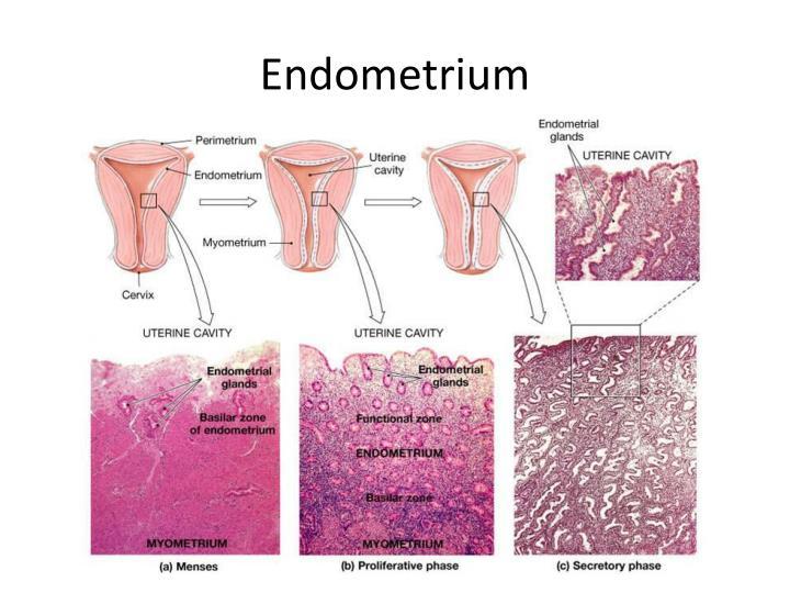 endometrium-n.jpg