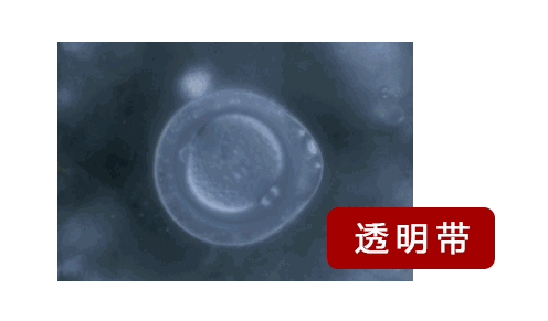 13.gif