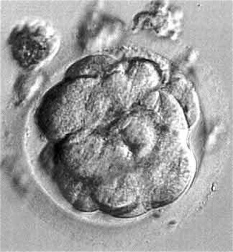 embryo day 4.jpg