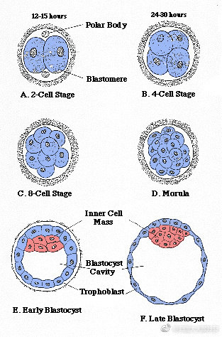embryo 1.jpg
