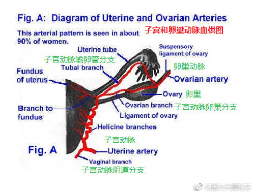 uterus.jpg