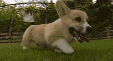 1.gif