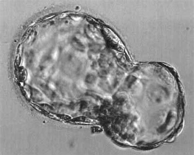 embryo hatch.jpg