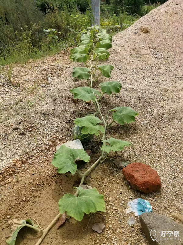 想到一个成语顺藤摸瓜