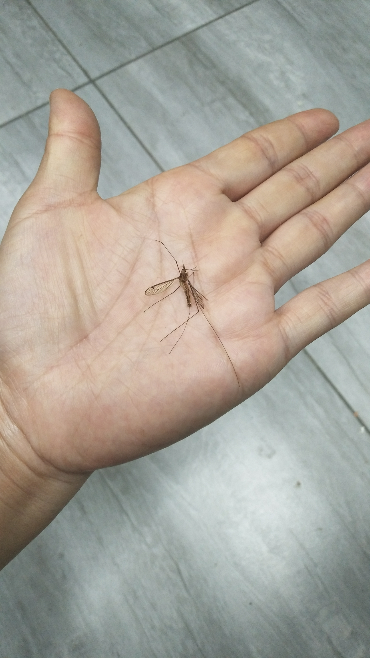 用手拍死蚊子图片图片