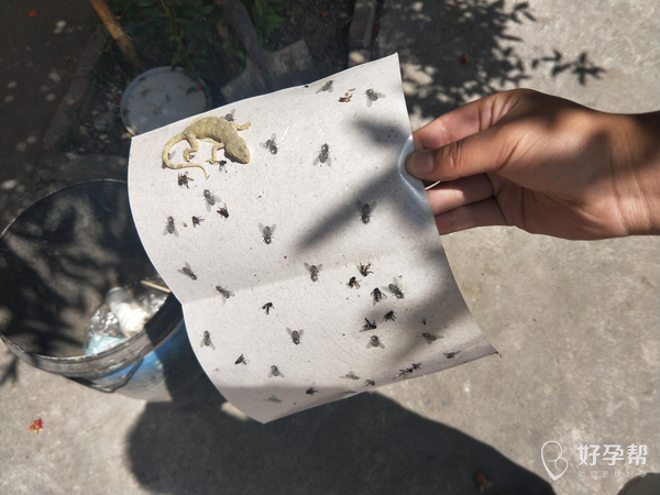 昨天刚买了粘苍蝇的贴纸,今天早上发现沾了一只壁虎,好吓人