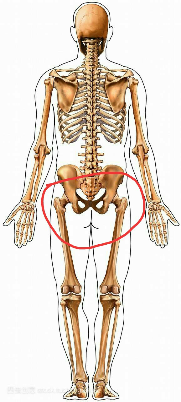女性屁股右侧骨头疼痛图片