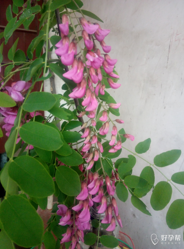 见过这种紫色的槐花吗?漂亮吧!