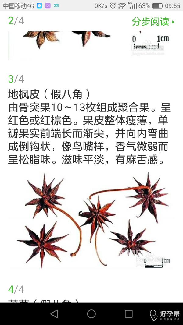 看看这是八角的辨别方法