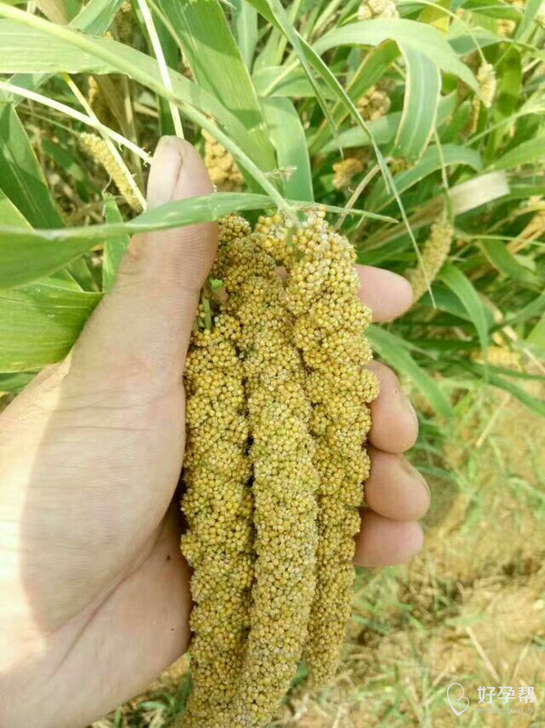老家种的春小米熟了不打农药纯天然绿色无公害的哦