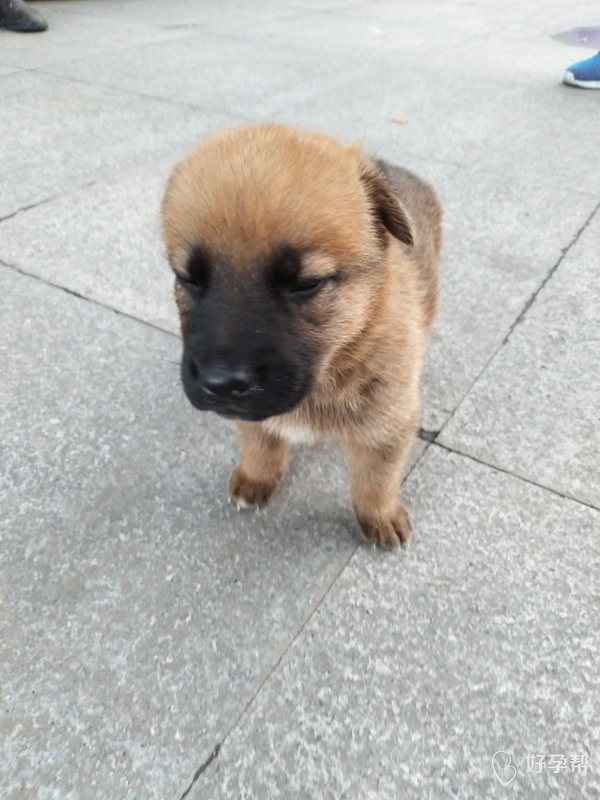 看看这是一条小笨狗可爱不