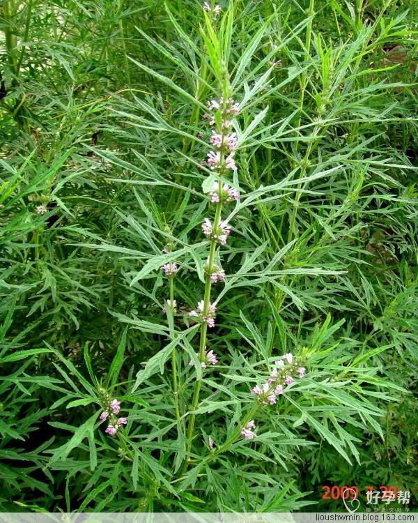 有没有宝妈产前喝这种白花益母草的