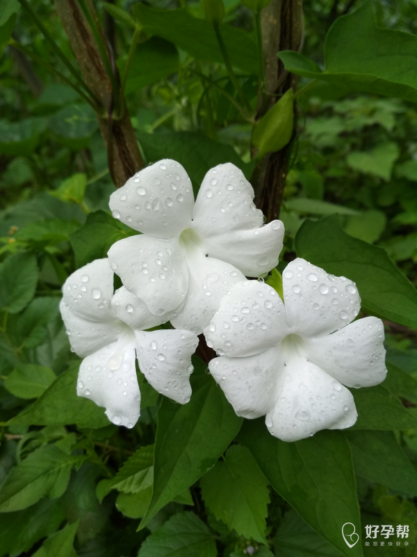 昨天散步看到雨后的三朵花
