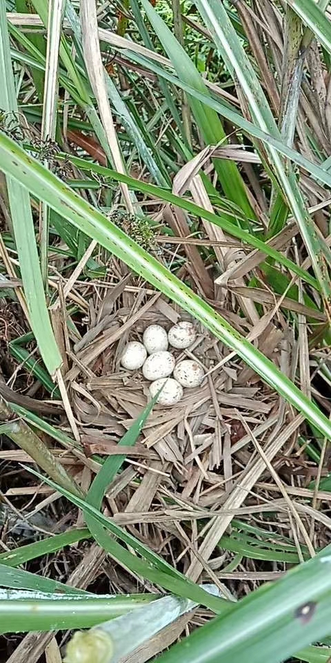 孩子的婆婆捡到一窝的鸟蛋