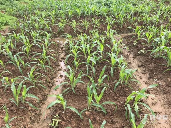 家里种了好多玉米和辣椒树