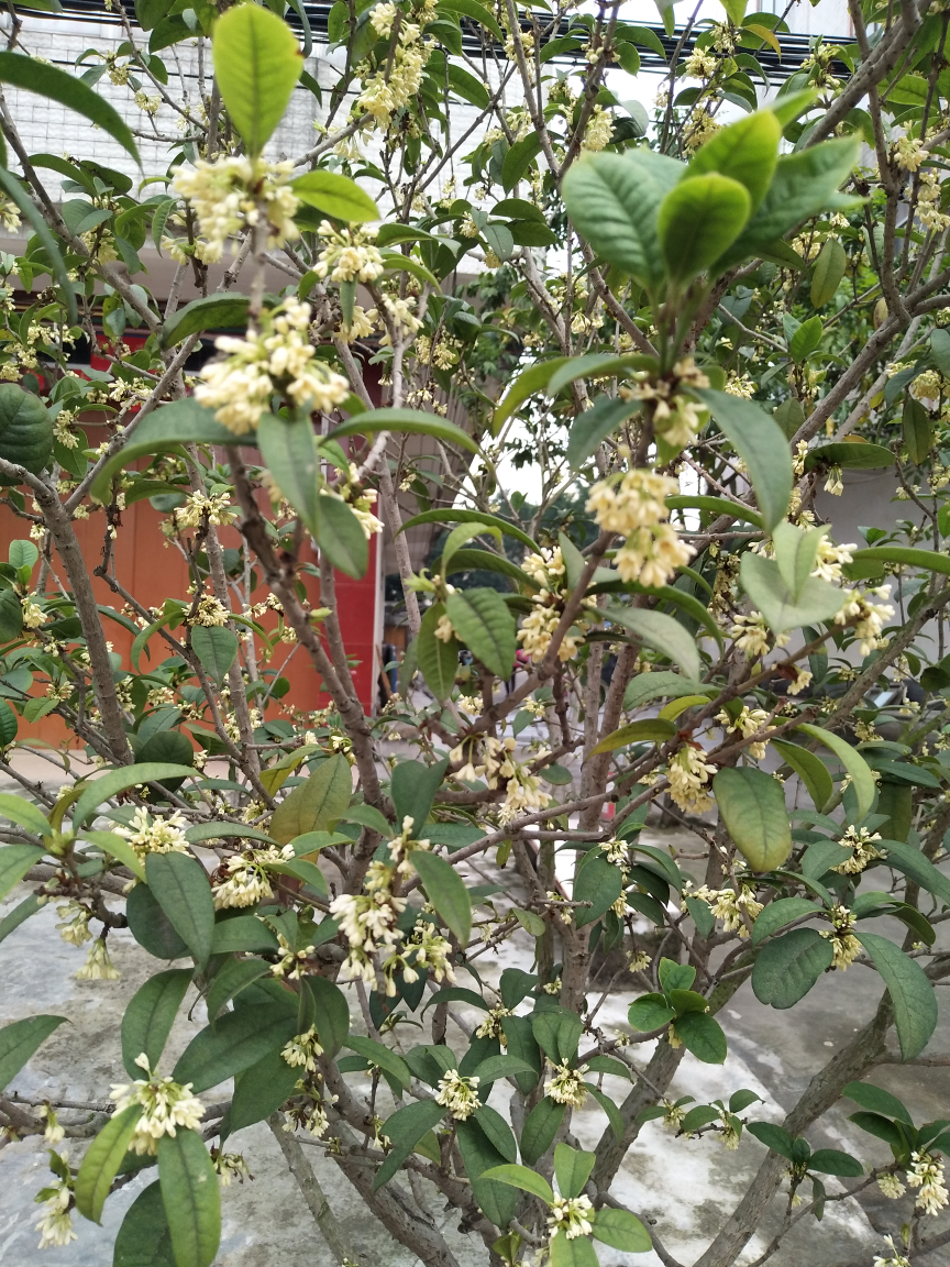 這桂花樹開花了一走近就聞到好香