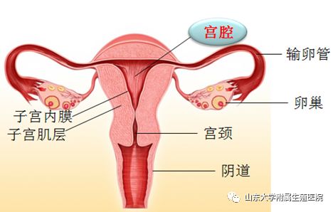 月经形成的过程图片