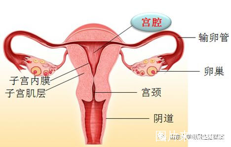 中医细说月经(一)——认识月经